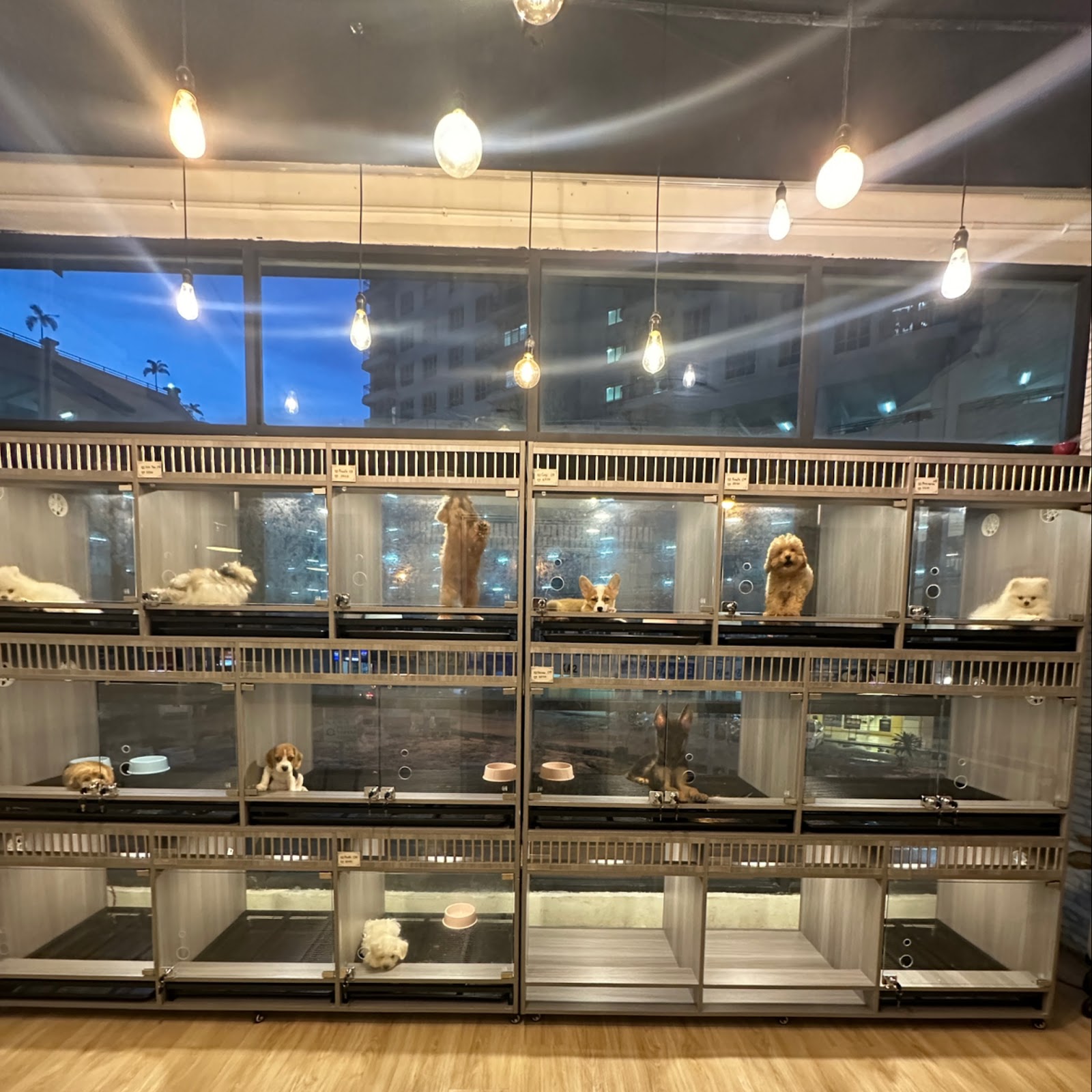 ANK PETS SHOP | KUCHAI LAMA 4